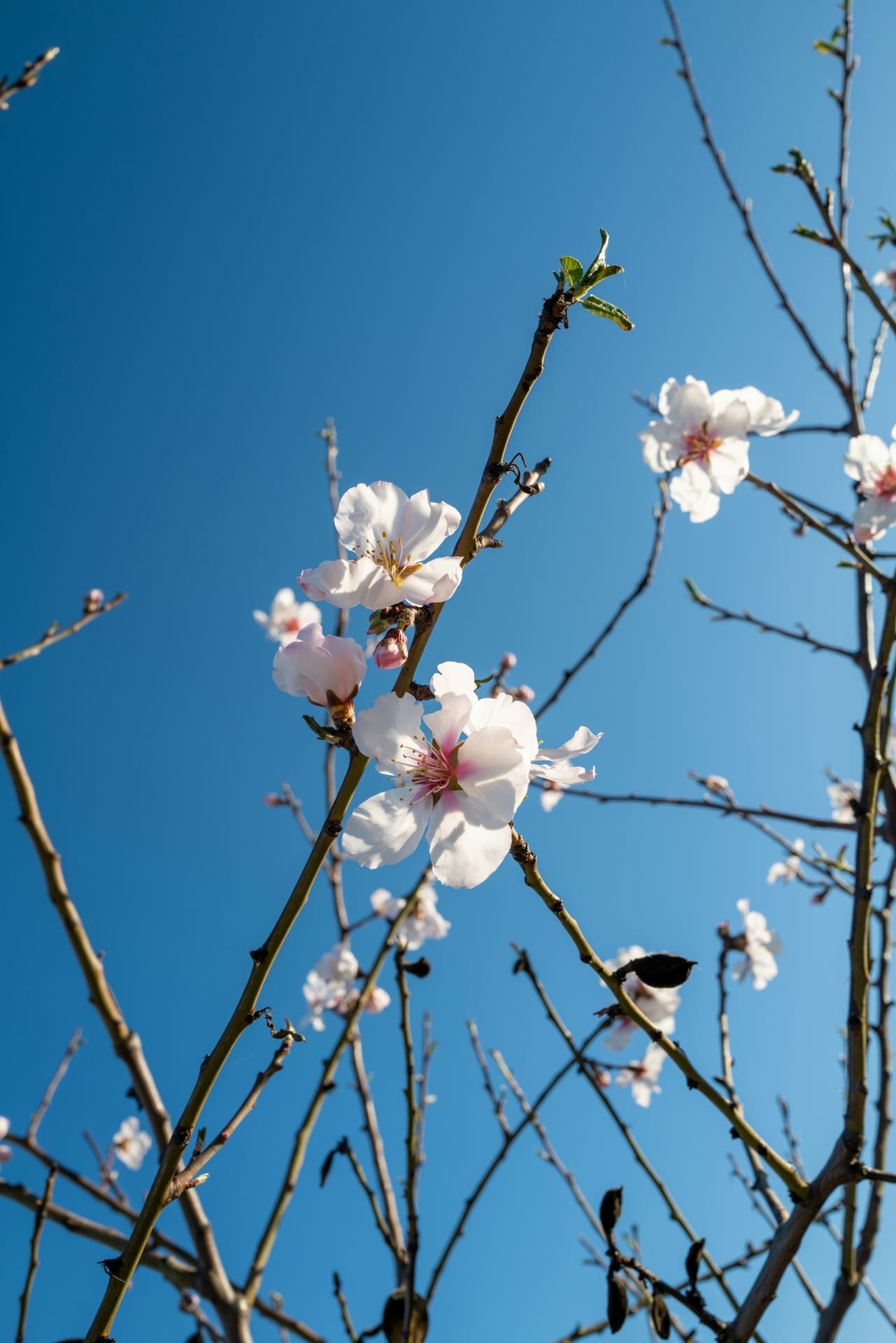 Valle de Jalón en primavera, viñedos y flores silvestres en Alicante