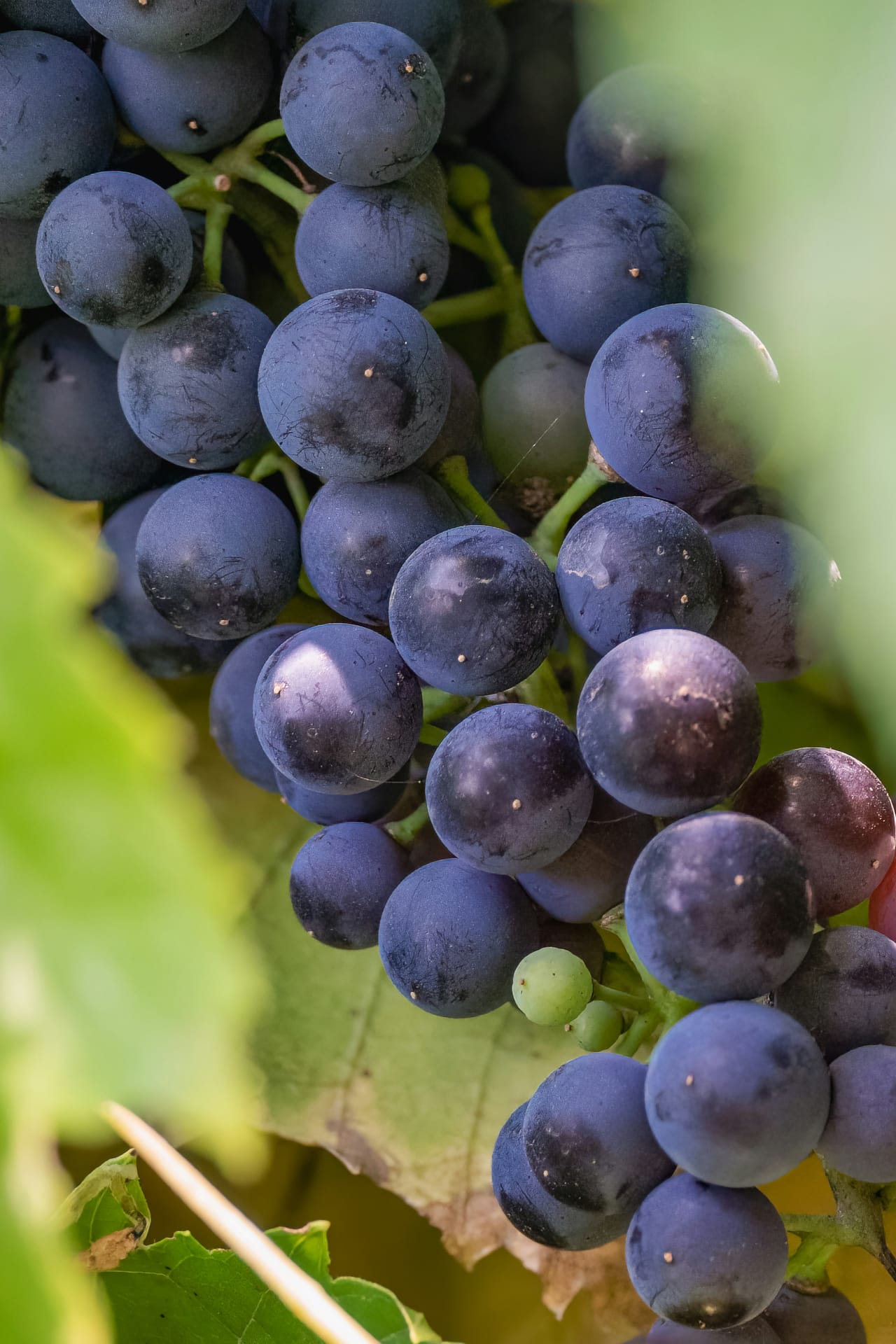 Viñedos de uva moscatel en la Axarquía, ruta desde Málaga